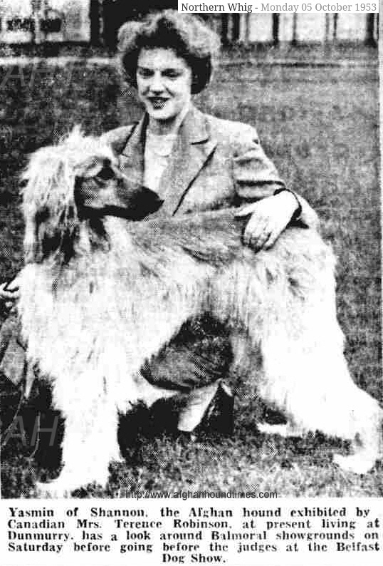 http://www.afghanhoundtimes.com Ireland breed history. Afghan hound 1931